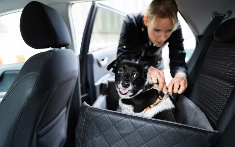 dog in car box