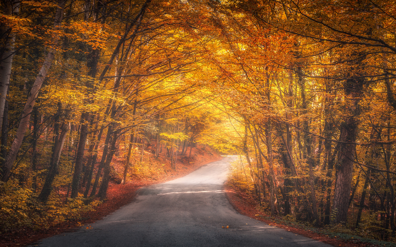 Vertu Specialist Cars' Guide To Autumn Driving